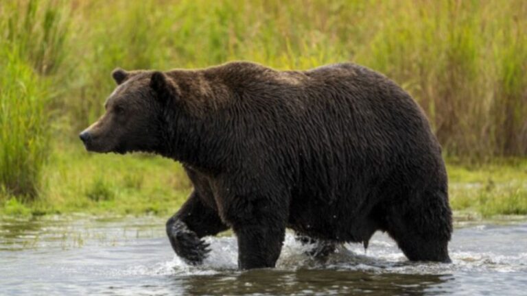 Fransa’da ‘ayı’ davası: 81 yaşındaki avcı, nesli tehlikede olan ayıyı vurduğu için yargılanıyor